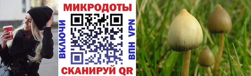 Галлюциногенные грибы Psilocybine cubensis  Купить где  Котельниково 